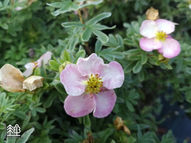 Potentilla fruticosa    'Glenroy Pinkie'